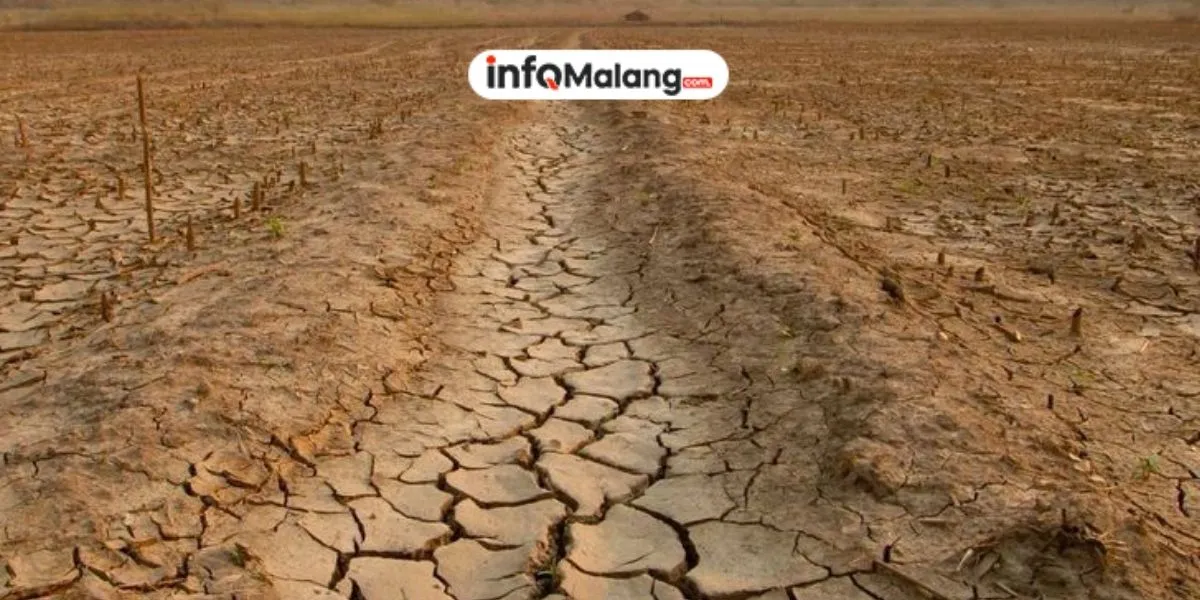 Puncak Kemarau Agustus 2026 Mengancam Jatim, BMKG Minta Warga Waspada Dampak El Nino