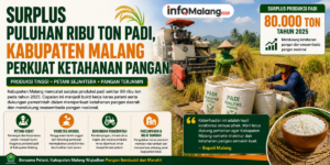 Kabupaten Malang Catat Surplus 80 Ribu Ton Padi, Perkuat Ketahanan Pangan