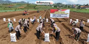 Polres Malang Gandeng Kelompok Tani Tanam 1,2 Ton Bawang Putih di Lahan 1,5 Hektare
