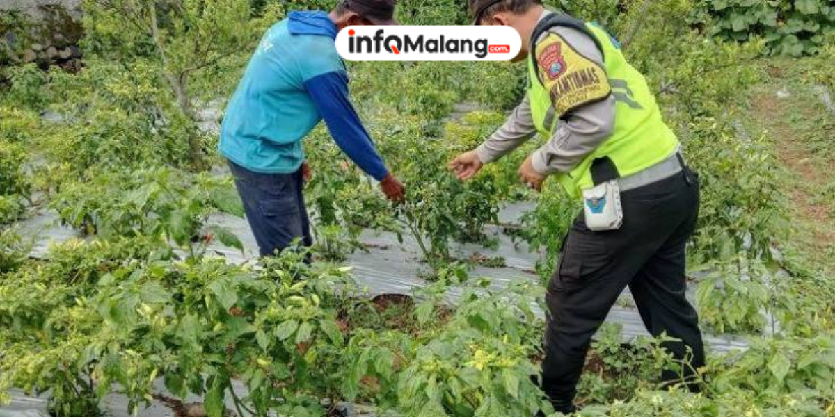Upaya Polres Malang Menjaga Ketahanan Pangan Lewat Sinergi dengan Petani
