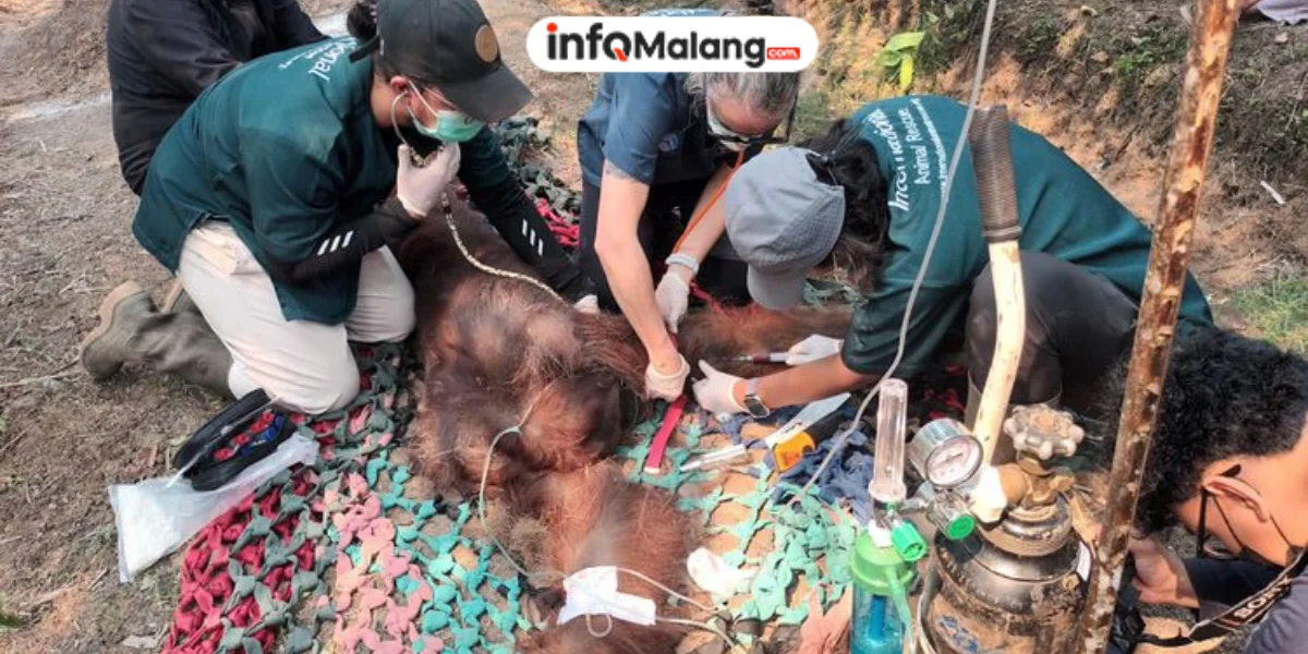 Kisah Pilu Sempurna, Orang Utan yang Terdampak Asap Karhutla Akhirnya Mati